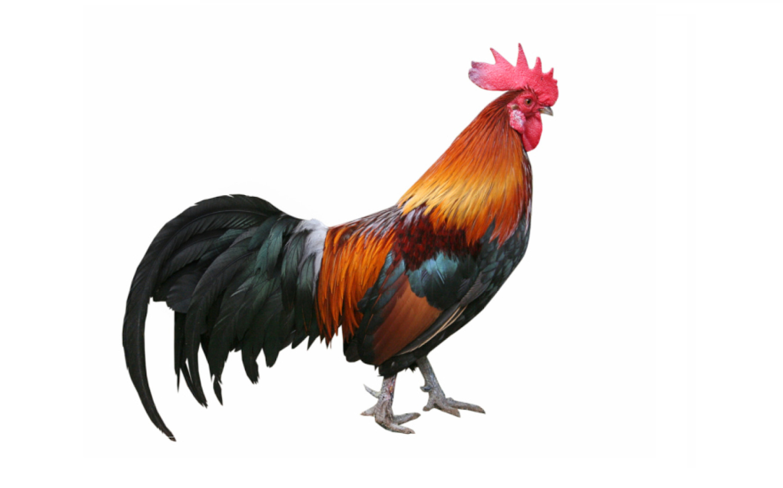 Detail Gambar Binatang Ayam Nomer 4