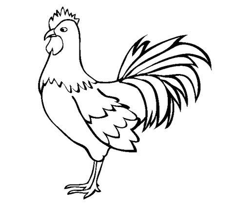 Detail Gambar Binatang Ayam Nomer 37