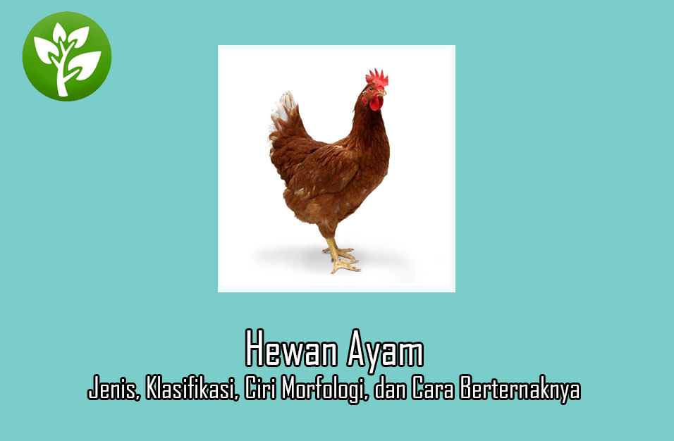 Detail Gambar Binatang Ayam Nomer 44