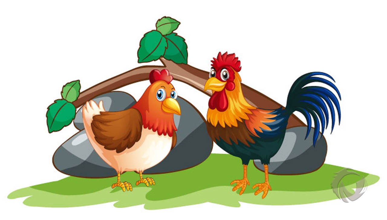 Detail Gambar Binatang Ayam Nomer 5