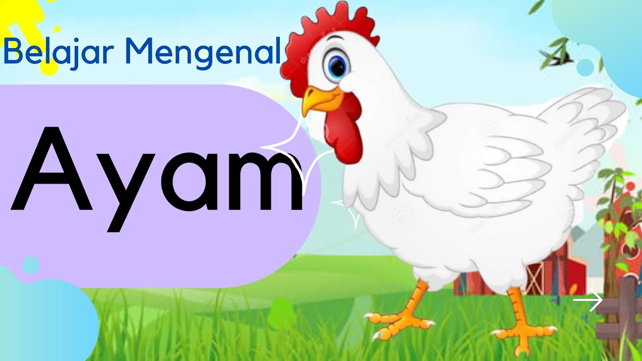 Detail Gambar Binatang Ayam Nomer 50