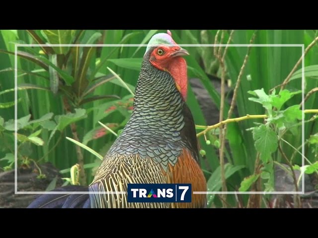 Detail Gambar Binatang Ayam Nomer 51