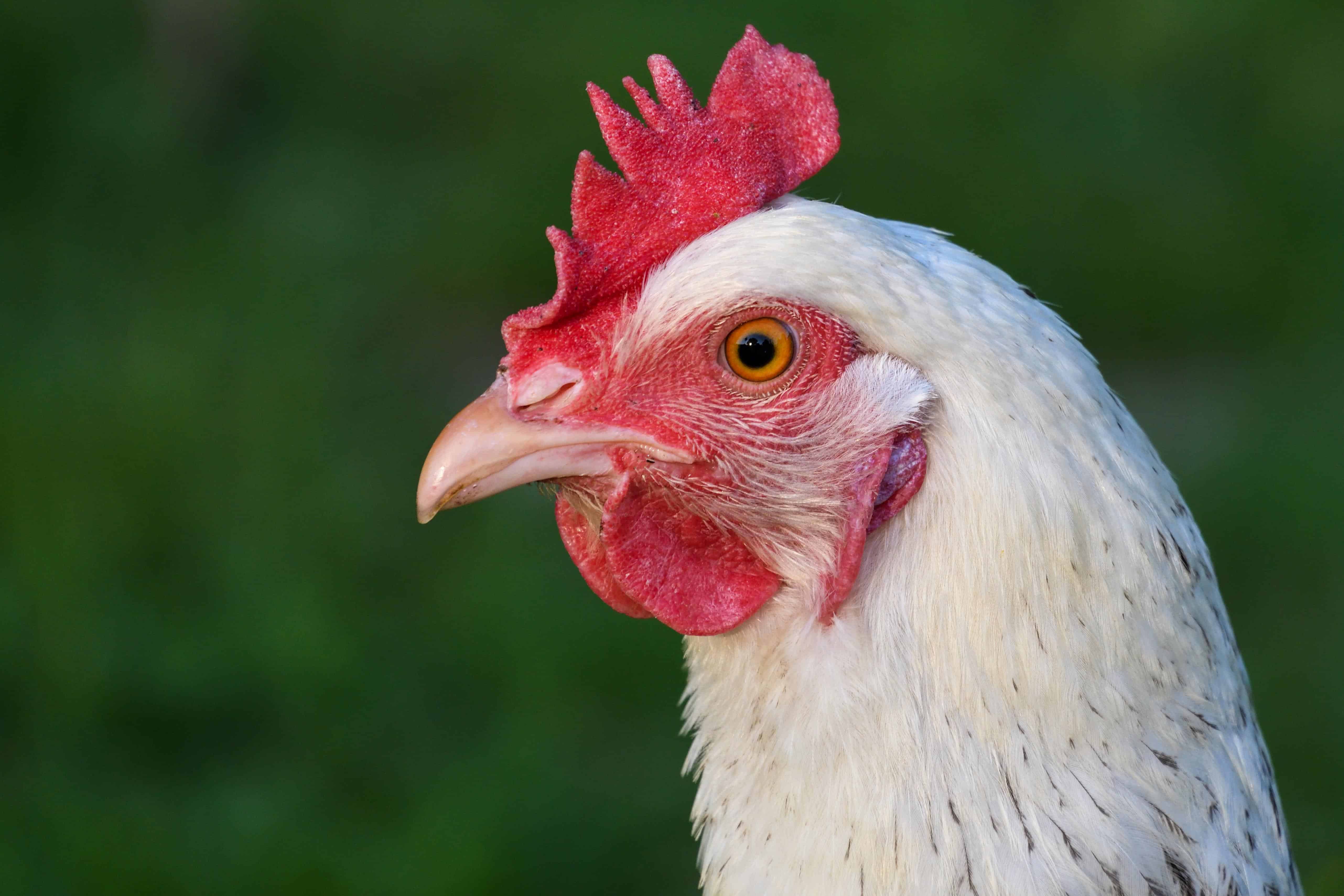 Detail Gambar Binatang Ayam Nomer 52