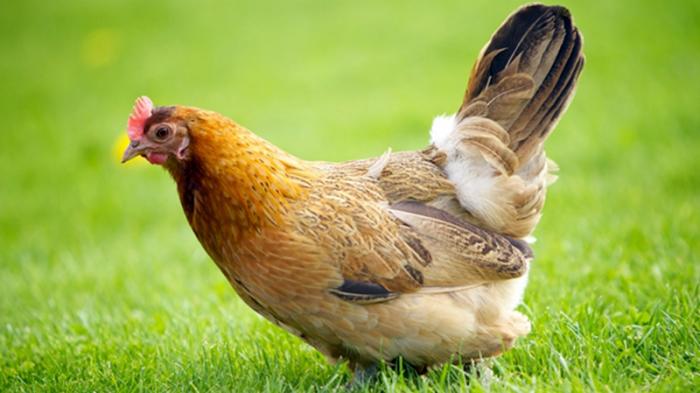 Detail Gambar Binatang Ayam Nomer 7