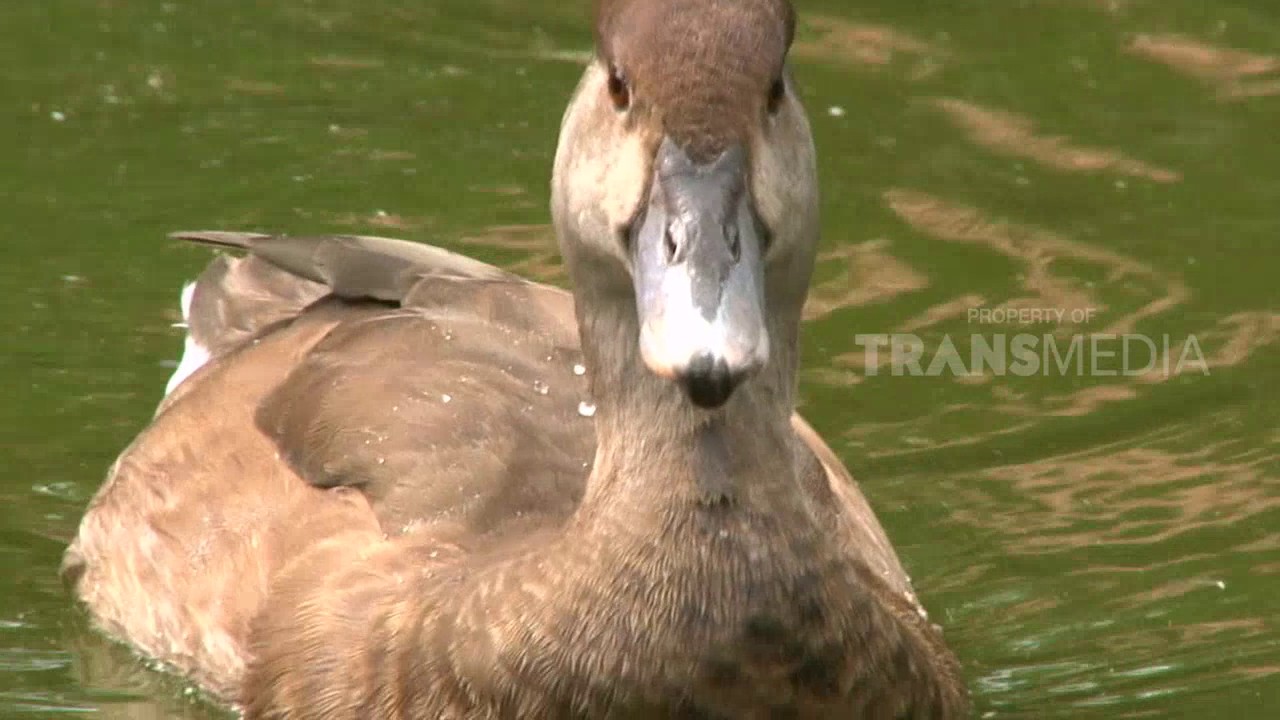 Detail Gambar Binatang Bebek Nomer 8