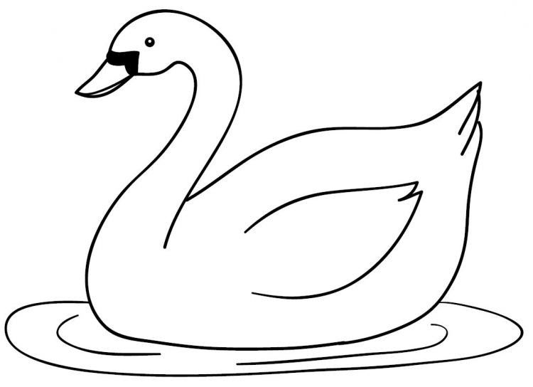 Detail Gambar Binatang Bebek Nomer 15