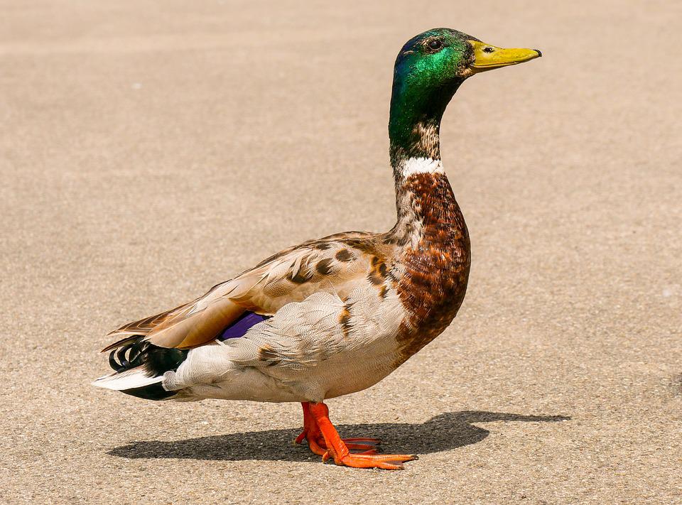 Detail Gambar Binatang Bebek Nomer 4