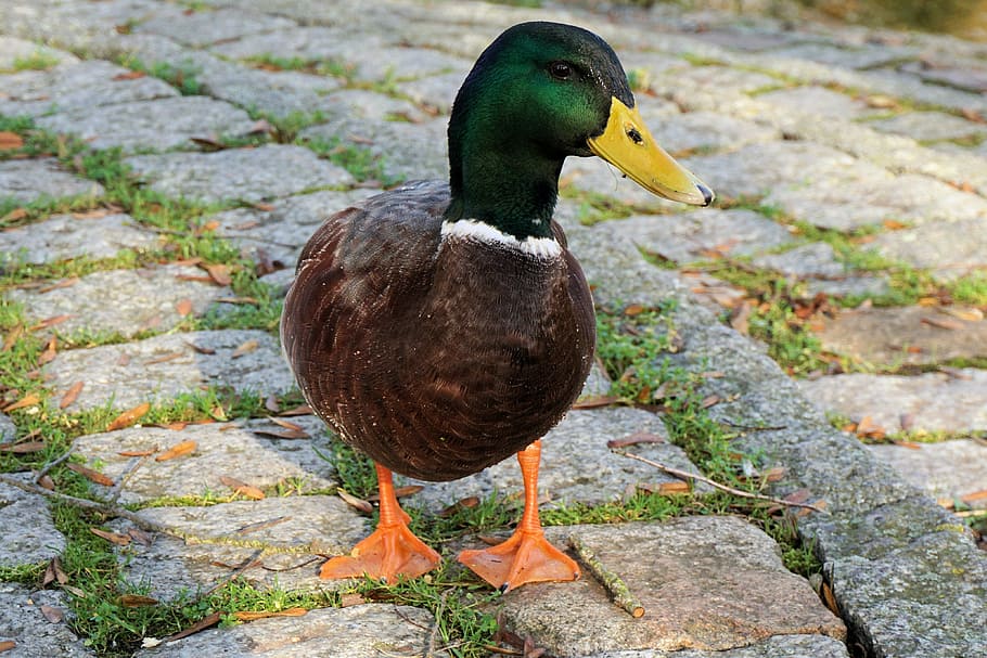 Detail Gambar Binatang Bebek Nomer 47