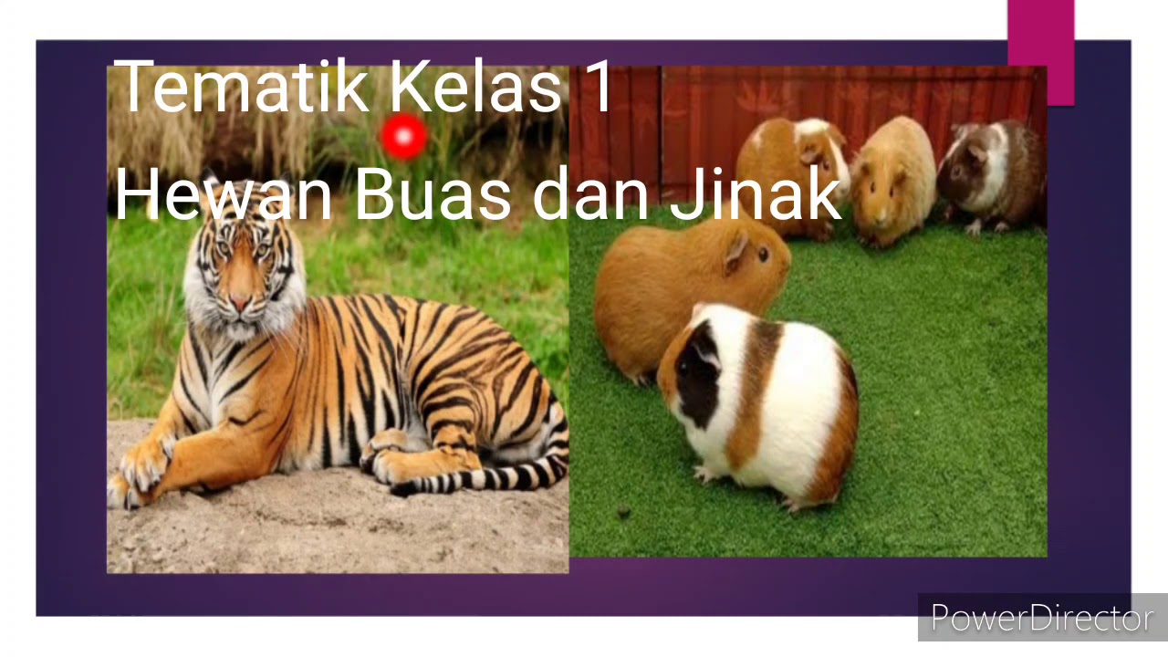 Detail Gambar Binatang Buas Dan Jinak Nomer 7