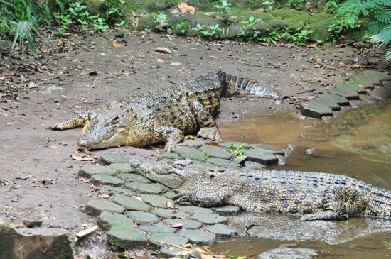 Detail Gambar Binatang Buaya Nomer 7