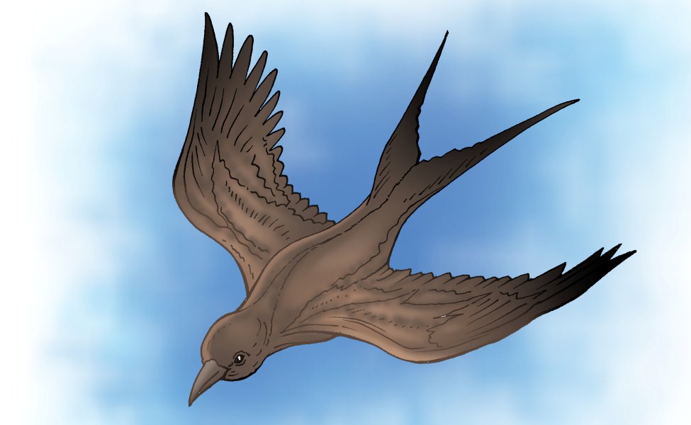 Detail Gambar Binatang Burung Walet Nomer 17