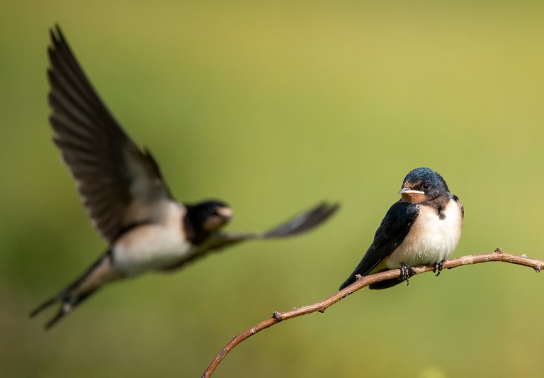 Detail Gambar Binatang Burung Walet Nomer 5