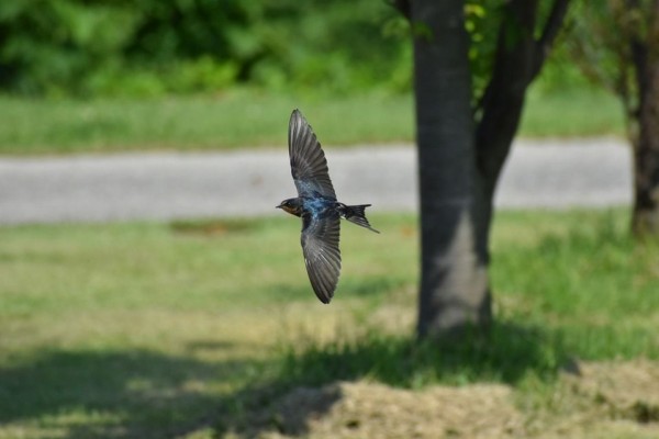 Detail Gambar Binatang Burung Walet Nomer 9