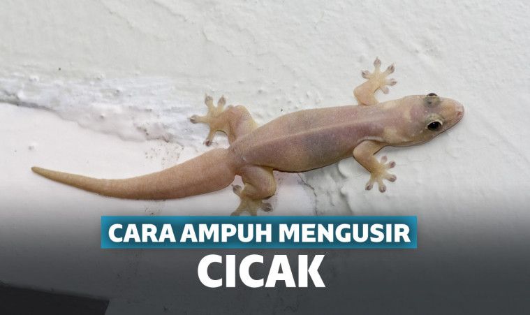 Detail Gambar Binatang Cicak Nomer 43