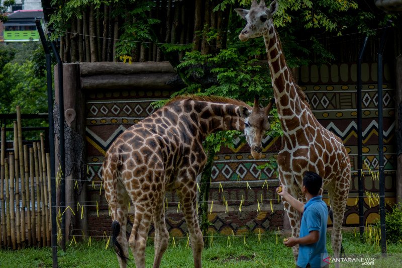 Detail Gambar Binatang Di Kebun Binatang Nomer 26