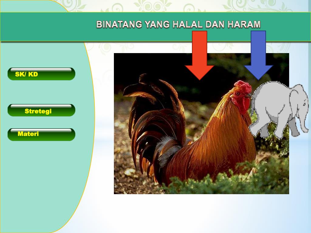 Detail Gambar Binatang Halal Nomer 17