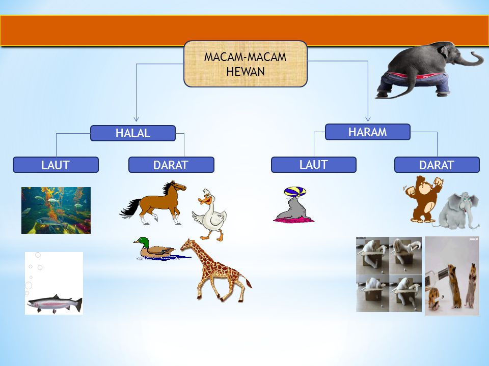 Detail Gambar Binatang Halal Nomer 22
