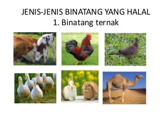 Detail Gambar Binatang Halal Nomer 10