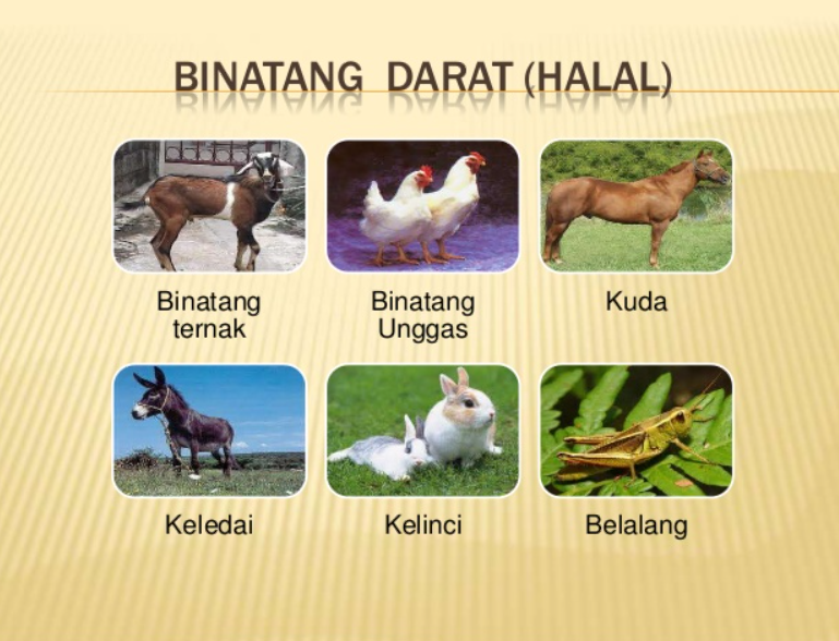 Detail Gambar Binatang Halal Dimakan Nomer 2