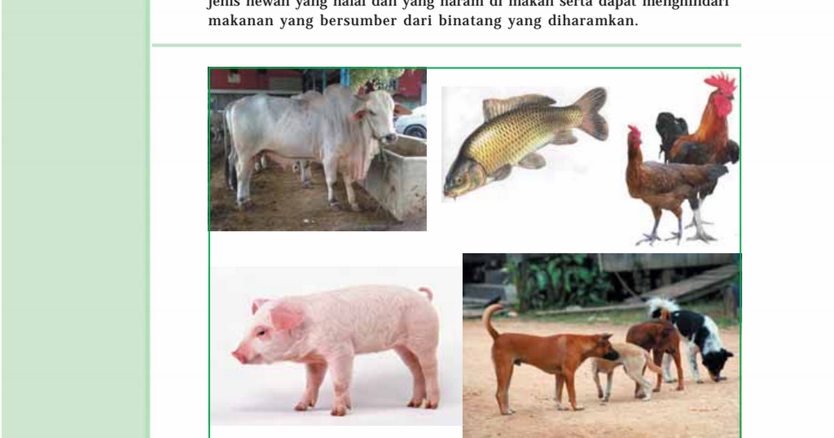 Detail Gambar Binatang Halal Dimakan Nomer 11