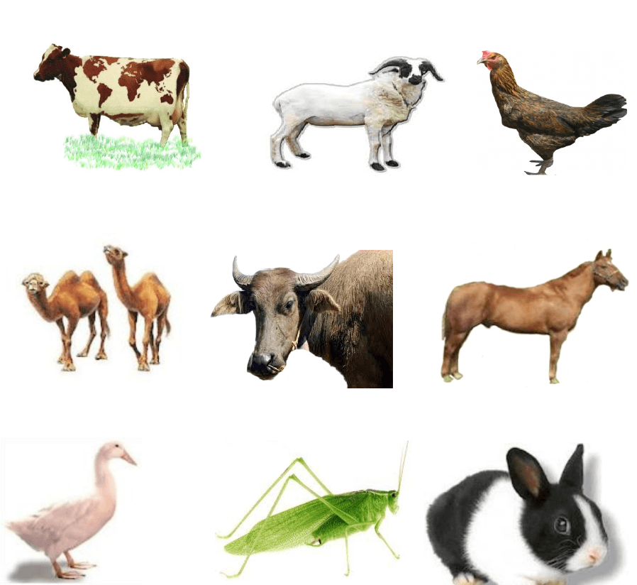 Detail Gambar Binatang Halal Dimakan Nomer 3