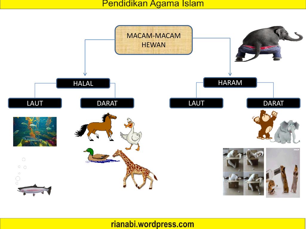 Detail Gambar Binatang Halal Dimakan Nomer 25