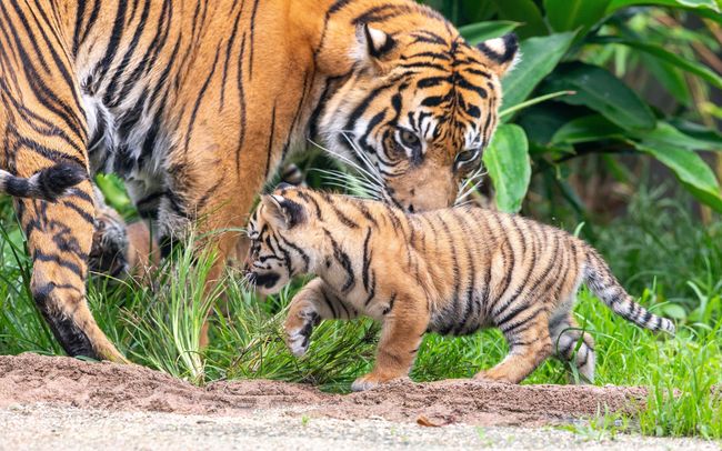 Gambar Binatang Harimau - KibrisPDR