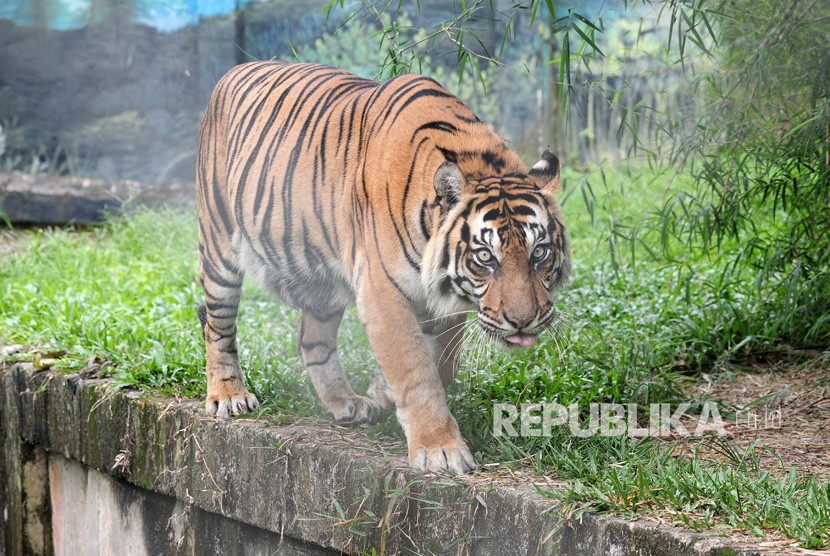 Detail Gambar Binatang Harimau Nomer 42