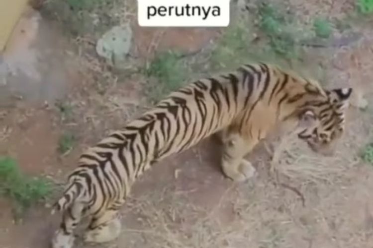 Detail Gambar Binatang Harimau Nomer 55