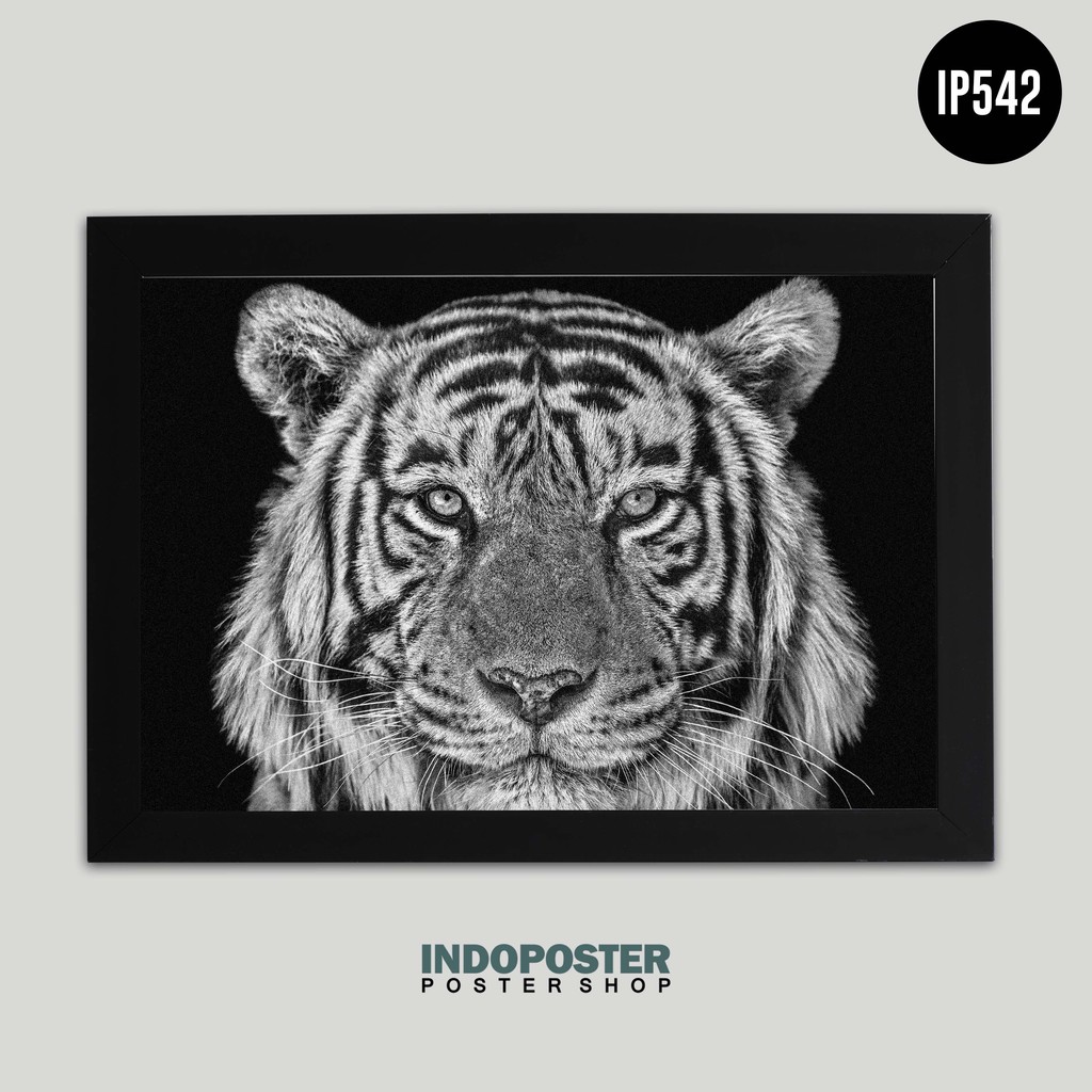 Detail Gambar Binatang Hitam Putih Gambar Harimau Hitam Putih Nomer 20