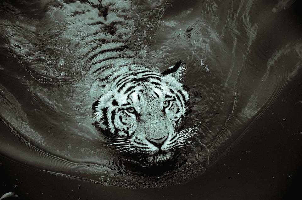 Detail Gambar Binatang Hitam Putih Gambar Harimau Hitam Putih Nomer 32