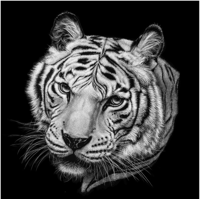 Download Gambar Binatang Hitam Putih Gambar Harimau Hitam Putih Nomer 52