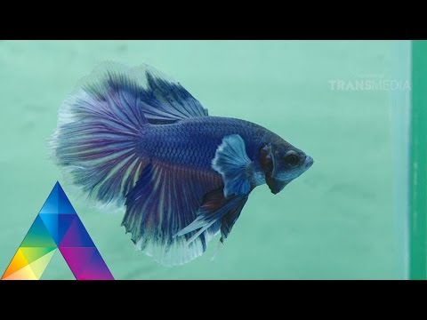 Gambar Binatang Ikan - KibrisPDR