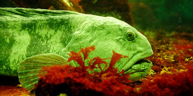 Download Gambar Binatang Ikan Nomer 41