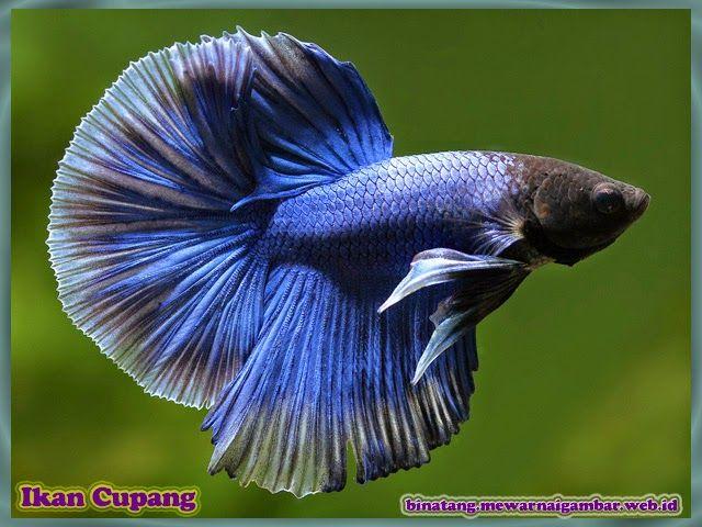 Download Gambar Binatang Ikan Nomer 44