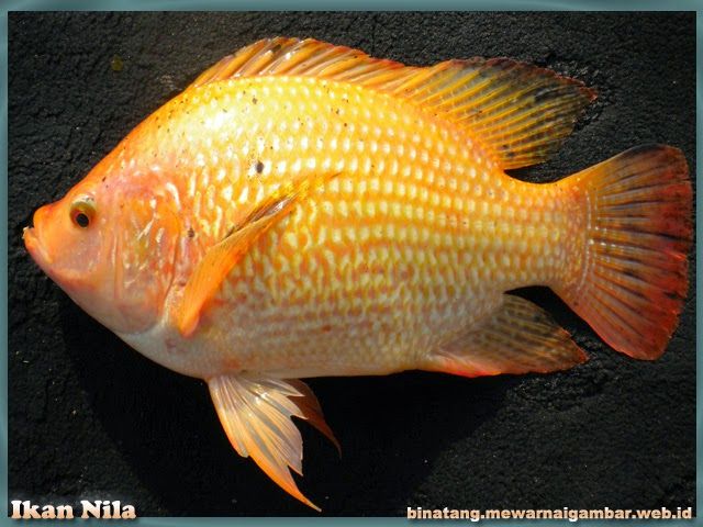 Detail Gambar Binatang Ikan Nomer 7