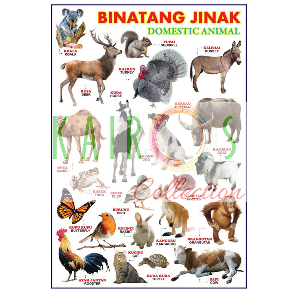 Detail Gambar Binatang Jinak Nomer 3