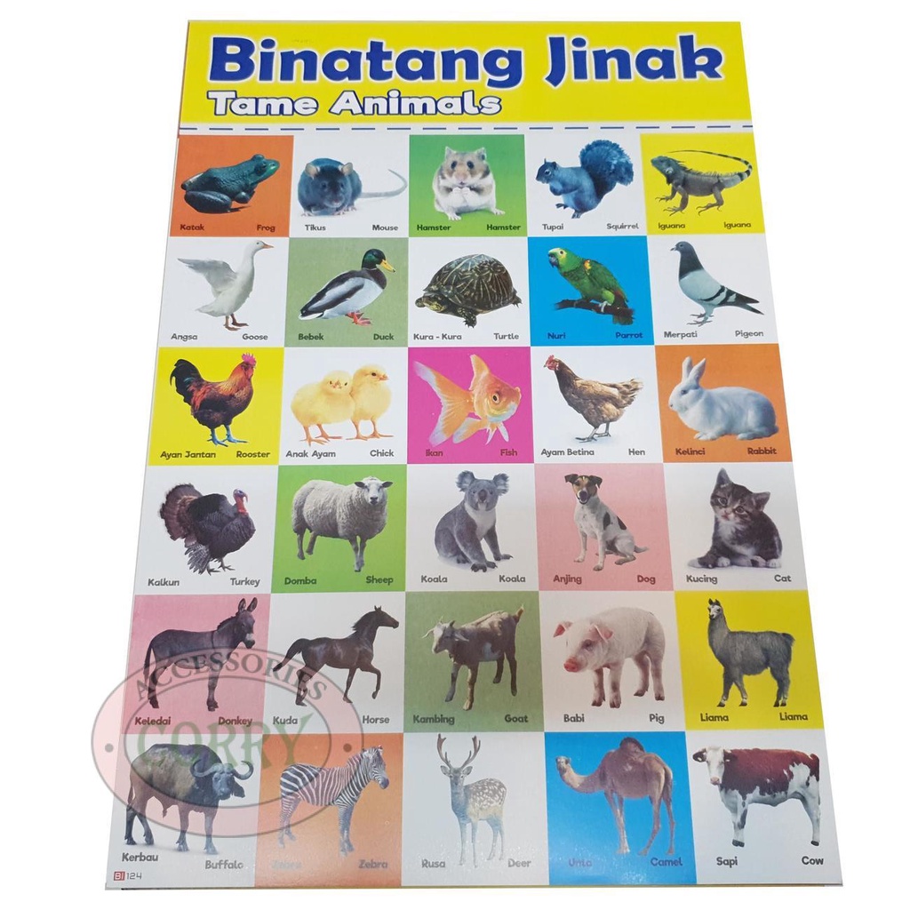 Detail Gambar Binatang Jinak Nomer 21