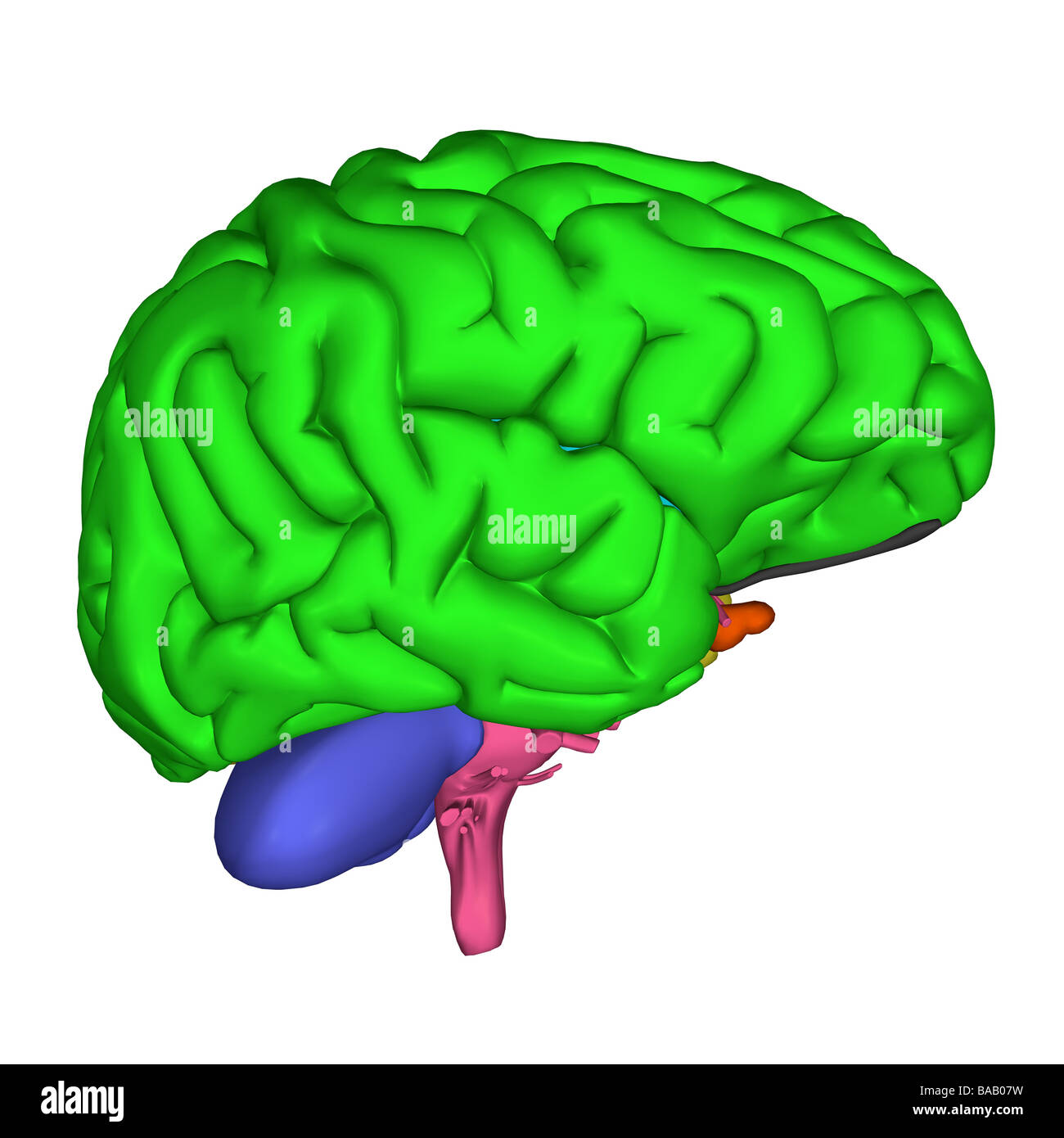 Detail Huhn Kopf Anatomie Nomer 18