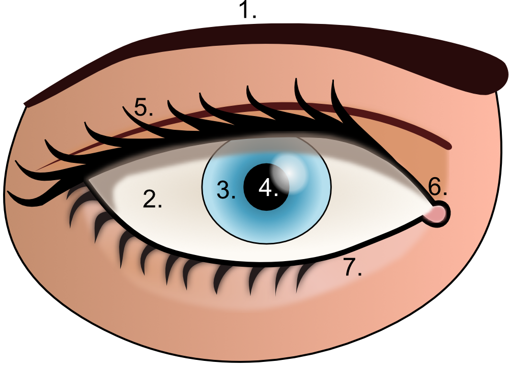 Detail Braunes Auge Nomer 14
