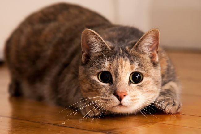 Gambar Binatang Kucing - KibrisPDR