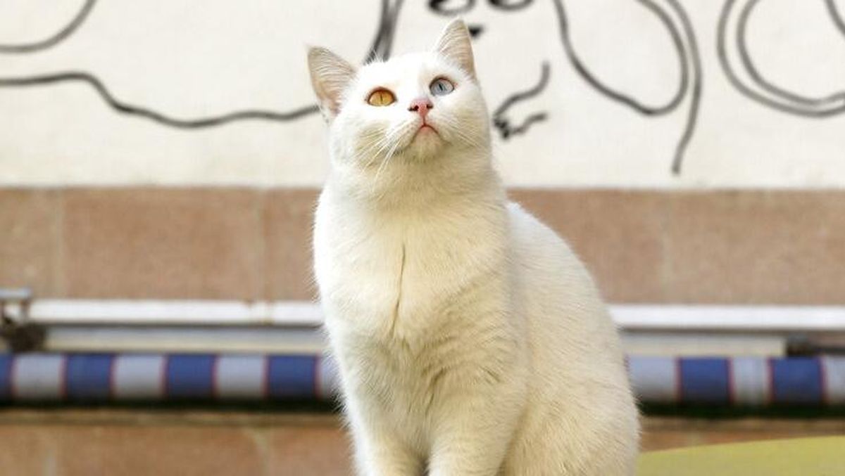 Detail Gambar Binatang Kucing Nomer 2