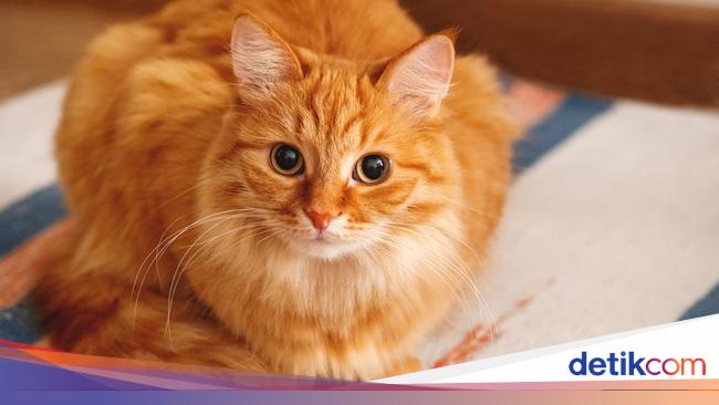 Detail Gambar Binatang Kucing Nomer 9