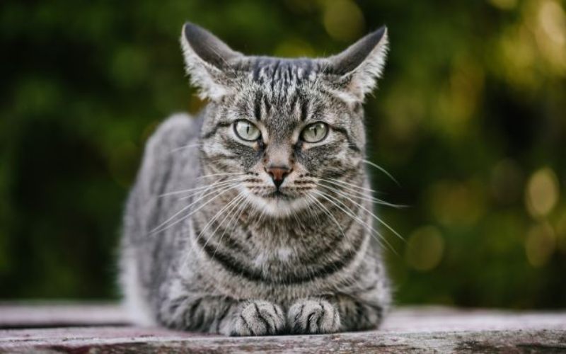Detail Gambar Binatang Kucing Nomer 10