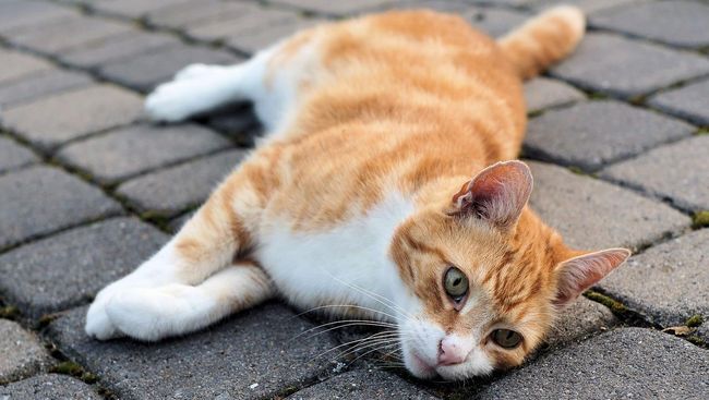 Detail Gambar Binatang Kucing Nomer 11