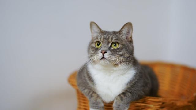 Detail Gambar Binatang Kucing Nomer 12