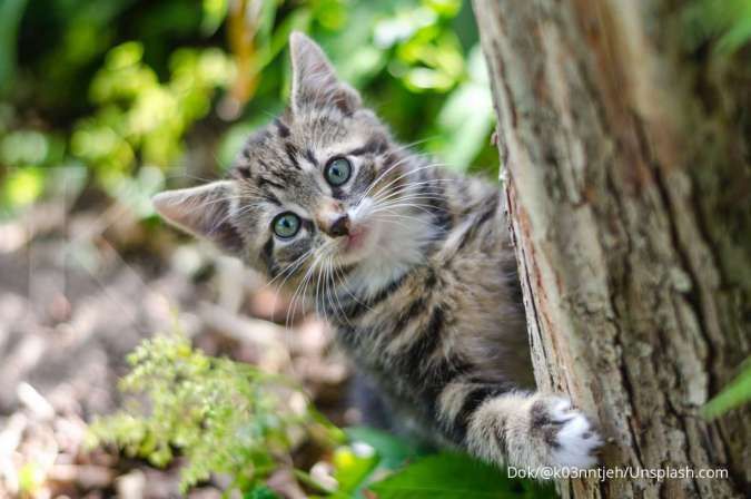 Detail Gambar Binatang Kucing Nomer 13