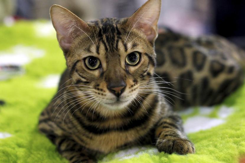 Detail Gambar Binatang Kucing Nomer 14