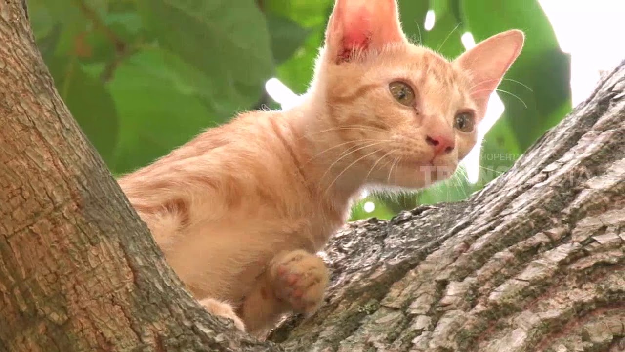 Detail Gambar Binatang Kucing Nomer 15