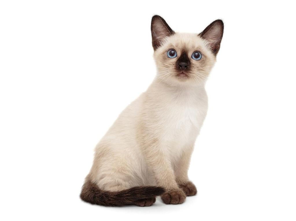 Detail Gambar Binatang Kucing Nomer 17